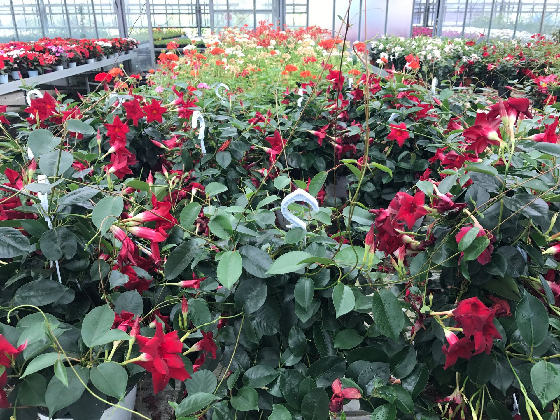 Una serra piena di tanti fiori rossi e foglie verdi.