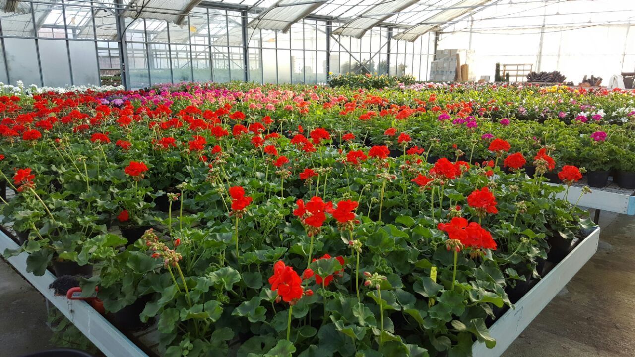 Una serra piena di tanti fiori rossi e vegetazione.