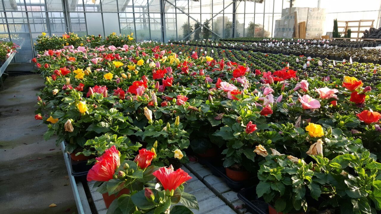 Una serra piena di tanti fiori colorati.