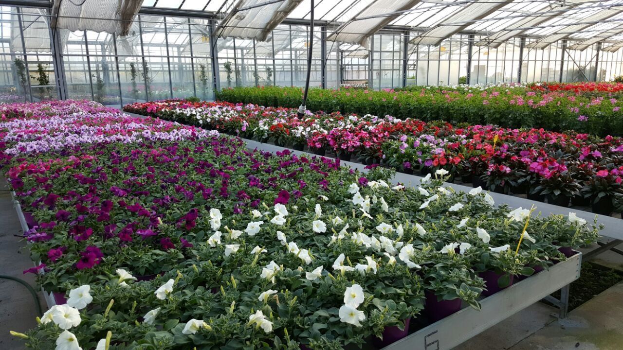 Una serra piena di tanti tipi diversi di fiori.