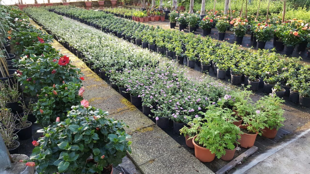 Una serra piena di tante piante e fiori in vaso.