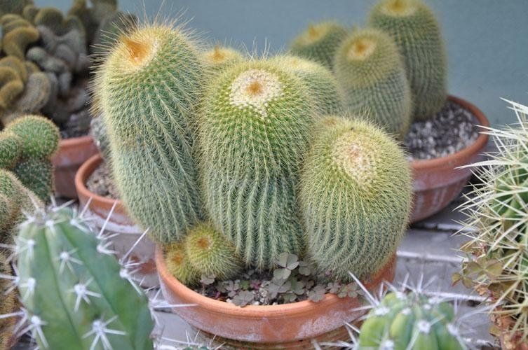 Un gruppo di piante di cactus in vaso è seduto su un tavolo.