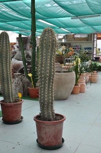 Un grande cactus è seduto in un vaso in una serra.
