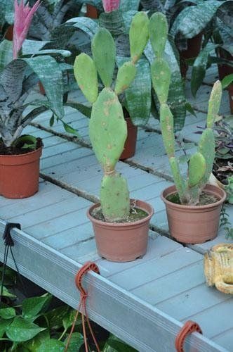 Un cactus in un vaso è seduto su uno scaffale con altre piante in vaso.