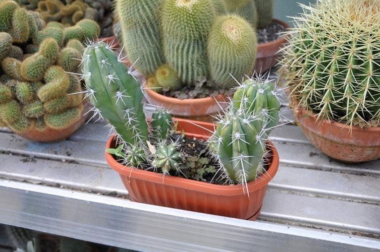 Un gruppo di piante di cactus è seduto su uno scaffale.