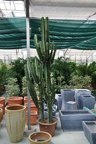 Un grande cactus è seduto in un vaso in una serra.