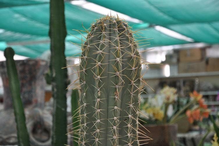 Un primo piano di un cactus in una serra