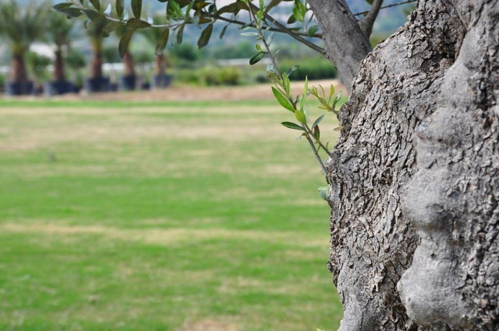 vivaio con vendita ulivi secolari in Sardegna