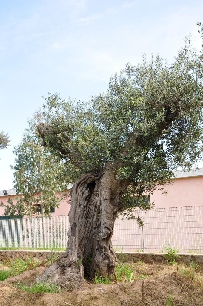 vivaio per vendita ulivi secolari in Sardegna