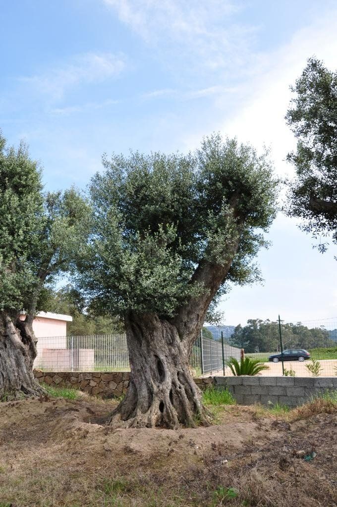 vivai per vendita ulivi secolari in Sardegna