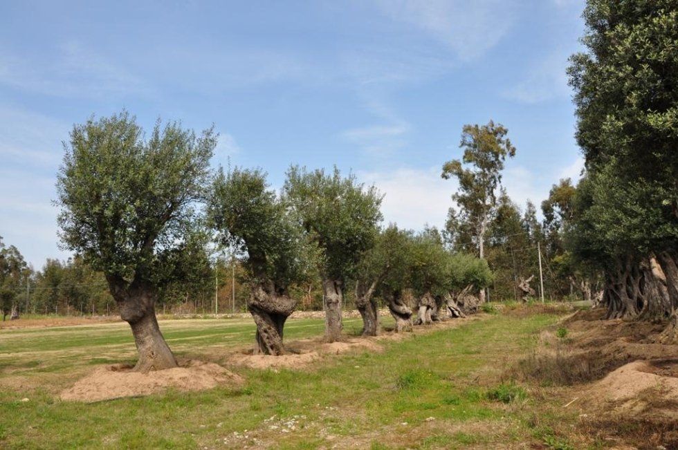servizi di vendita ulivi secolari in Sardegna