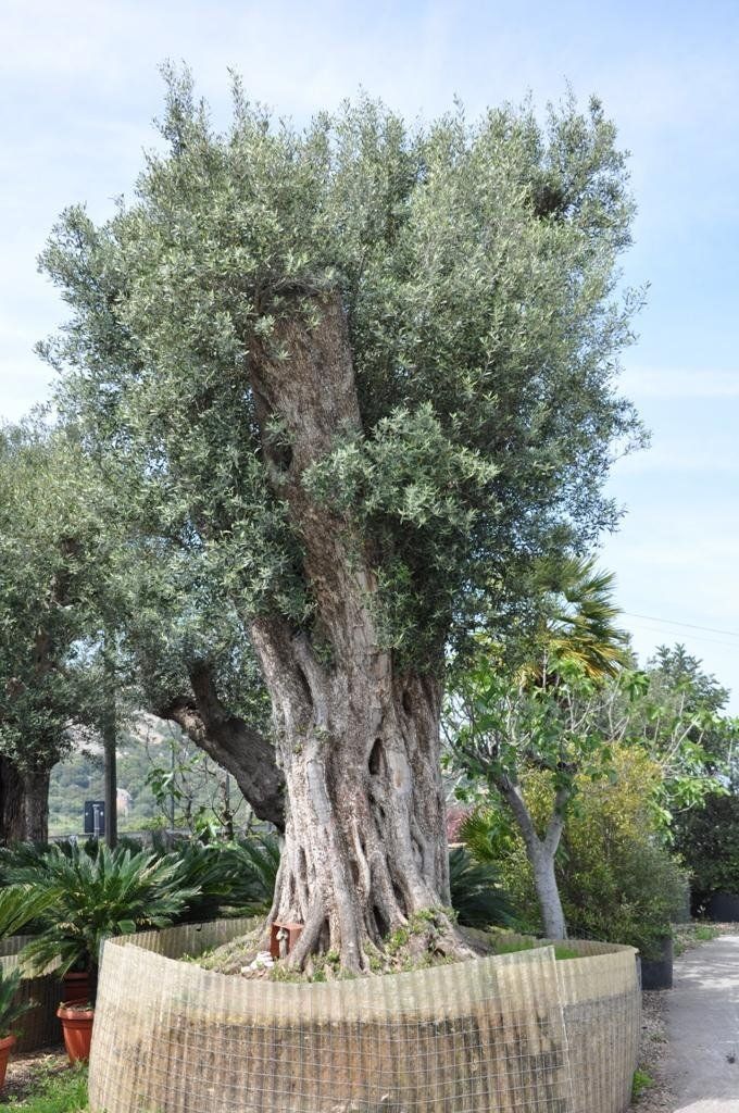 Un grande ulivo è circondato da una recinzione in un giardino.