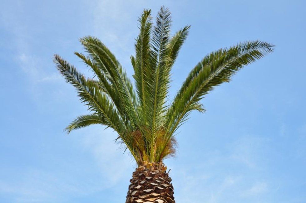 Una palma contro un cielo azzurro con nuvole