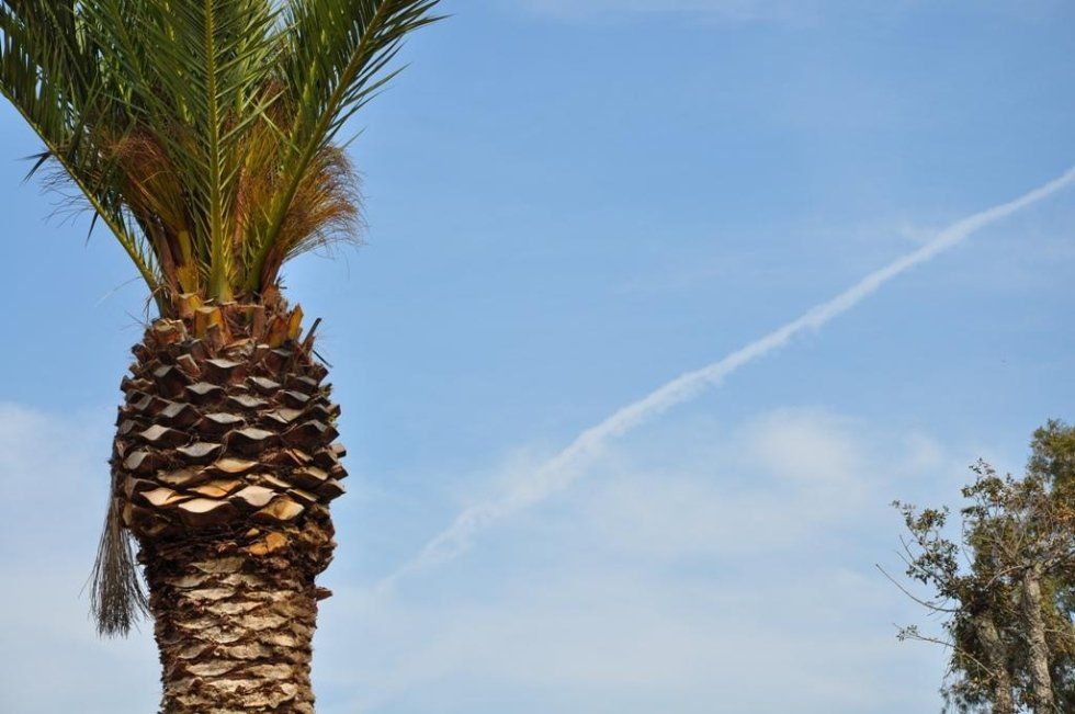 Una palma con un cielo azzurro sullo sfondo