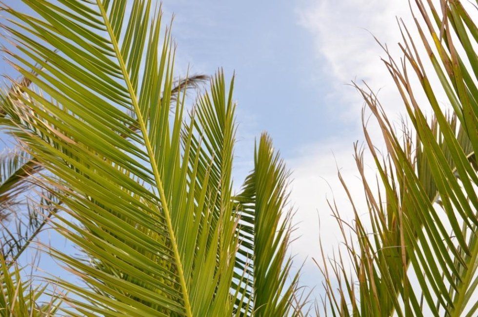 Guardando le foglie di una palma contro un cielo blu