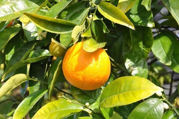 Un primo piano di un'arancia appesa a un albero