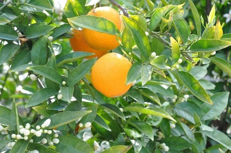 Due arance crescono su un albero con foglie verdi