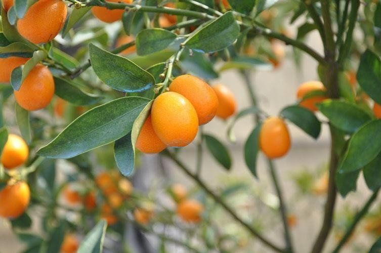 Un mazzo di arance appeso al ramo di un albero