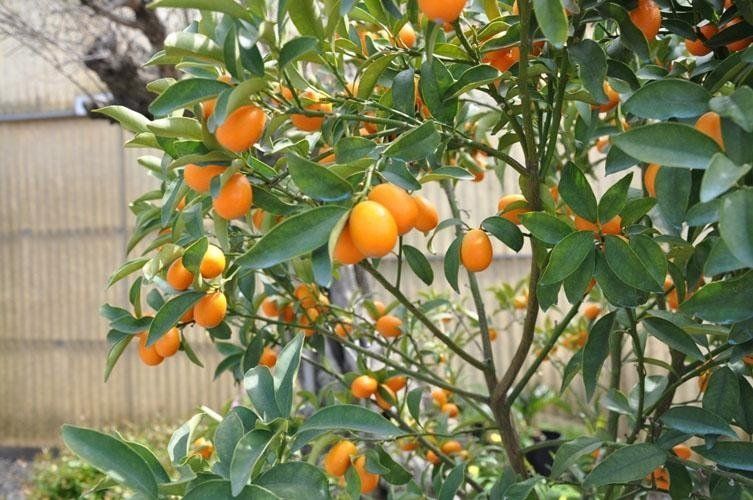 Un albero su cui crescono tante arance