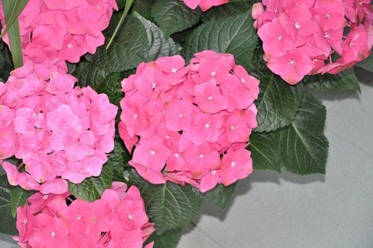 Un mazzo di fiori rosa con foglie verdi