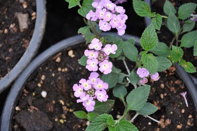 Una pianta con fiori viola e foglie verdi in un vaso