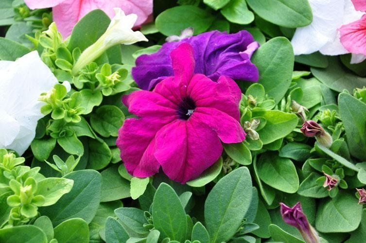 I fiori viola e rosa sono circondati da foglie verdi