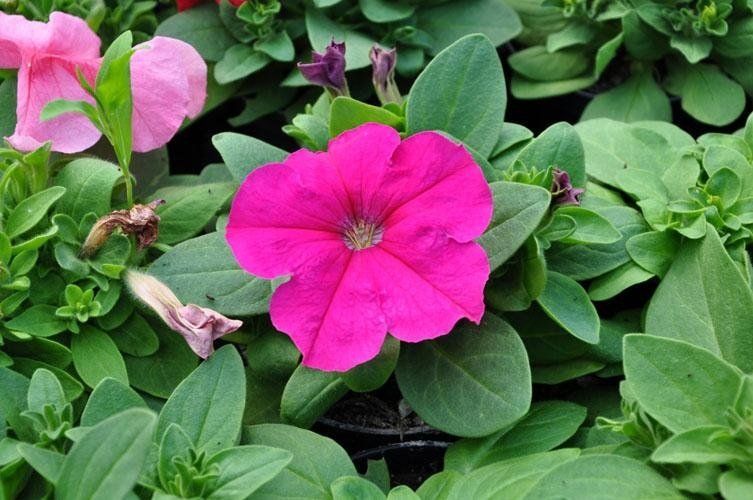 Un primo piano di un fiore rosa circondato da foglie verdi.