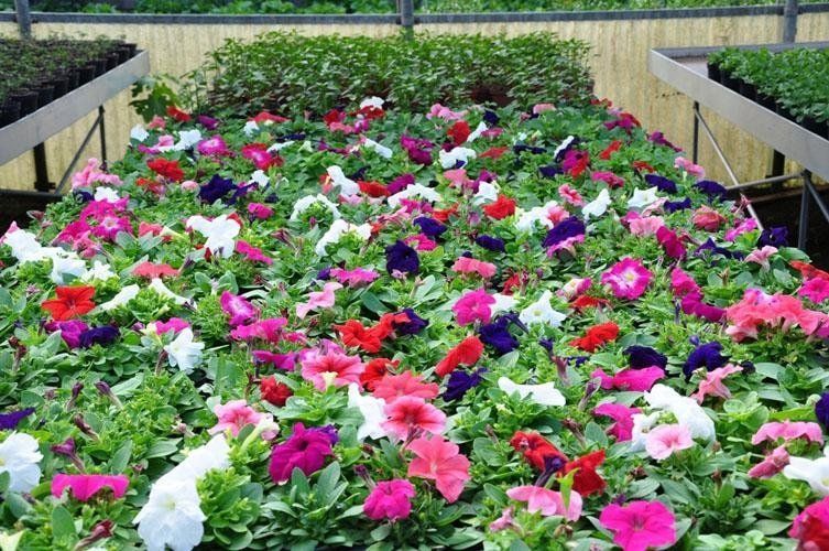 Una serra piena di tanti fiori di diversi colori