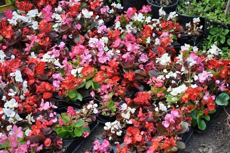 Un mazzo di fiori è seduto uno sopra l'altro su un tavolo.