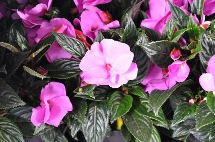 Un mazzo di fiori viola cresce su una pianta