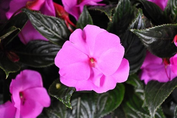 Un primo piano di un fiore rosa con foglie verdi