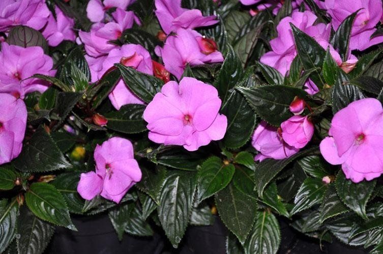 Un mazzo di fiori viola cresce su una pianta con foglie verdi.