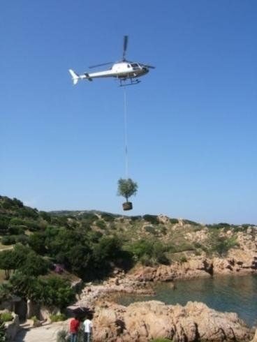 Un elicottero sta sollevando un albero sopra uno specchio d'acqua