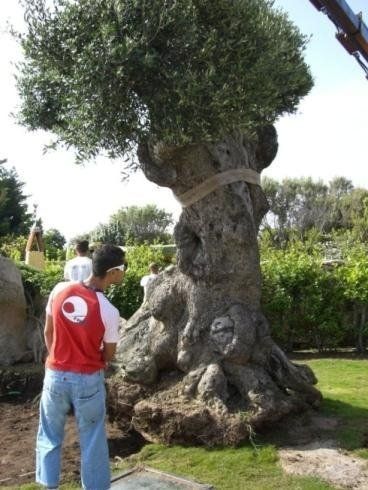 Un uomo con una camicia rossa è in piedi accanto a un grande albero