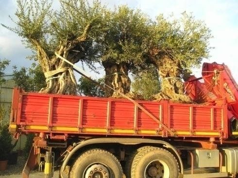 Un camion rosso con un grande albero sul retro