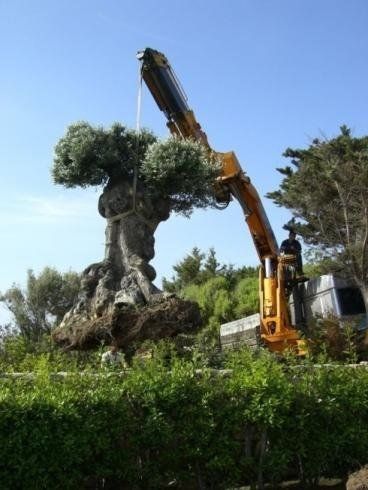 Un grande albero viene sollevato da una gru