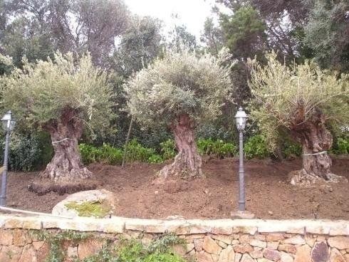 vendita di ulivi secolari in Sardegna