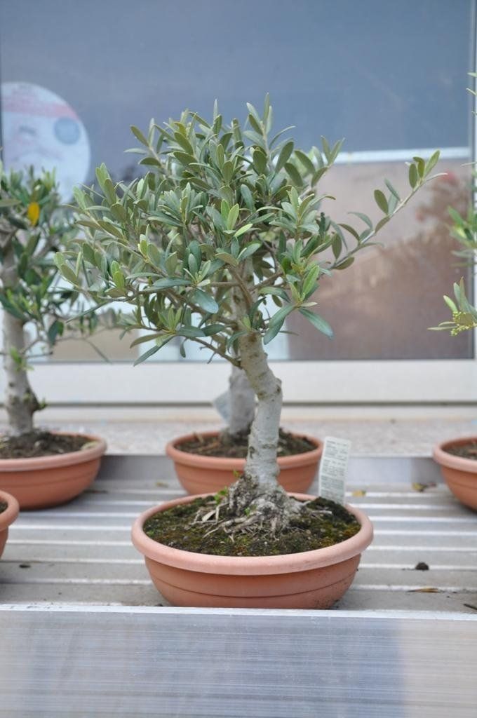 Un gruppo di piante in vaso è seduto su uno scaffale davanti a una finestra.