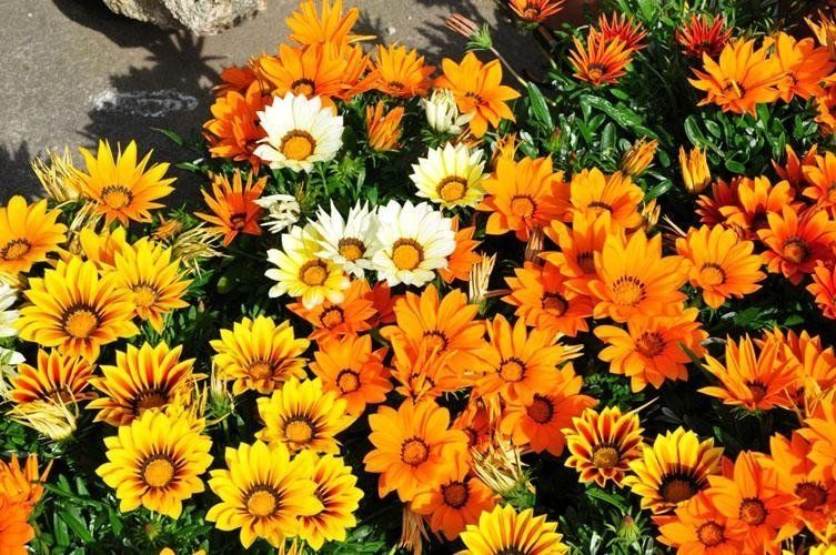 Un mazzo di fiori gialli e arancioni con foglie verdi