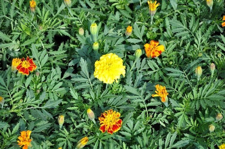 Ci sono molti tipi diversi di fiori in questo giardino.