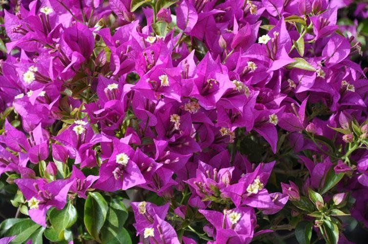 Un mazzo di fiori viola cresce su un cespuglio.