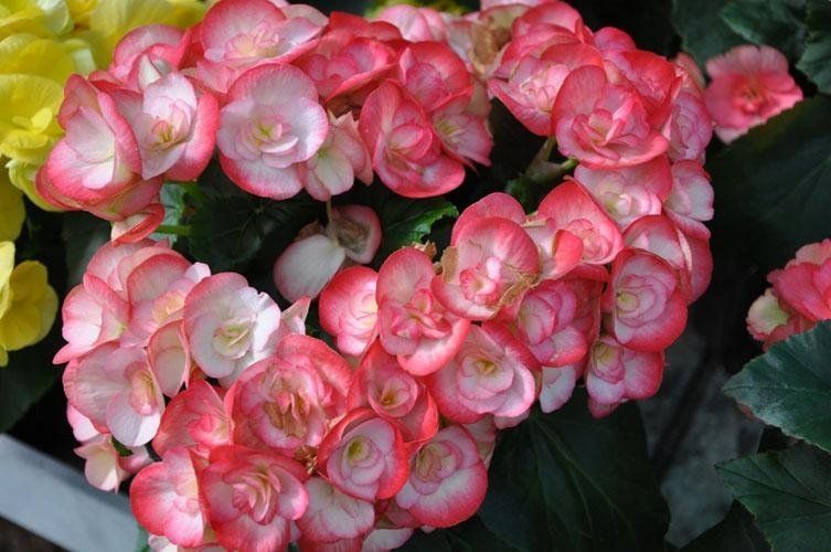 Un primo piano di un mazzo di fiori rosa e bianchi