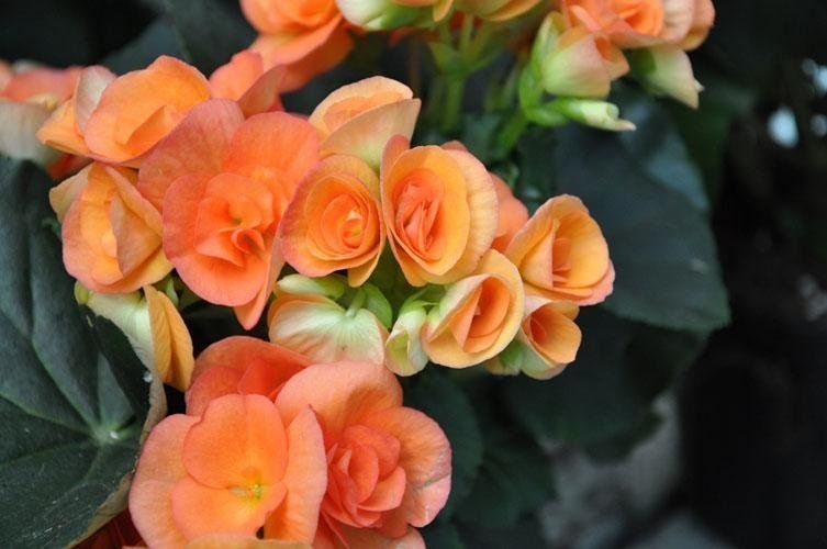 Un primo piano di un mazzo di fiori d'arancio su una pianta