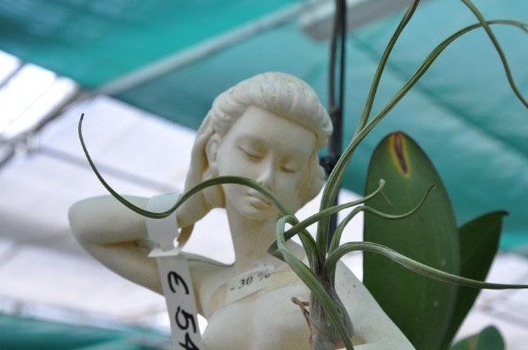 Una statua di una donna con un'etichetta che dice e54