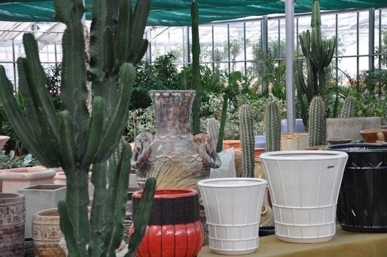 Una serra piena di piante in vaso e cactus.