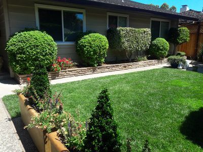 A house with a lush green lawn and bushes in front of it