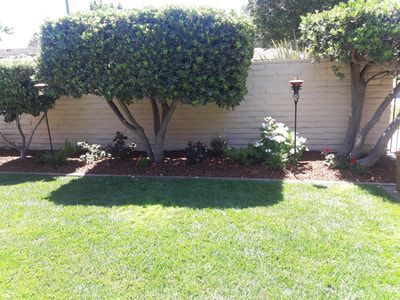 A lush green yard with trees and bushes in front of a white fence.