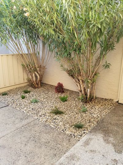 A small garden with trees and rocks in front of a house.