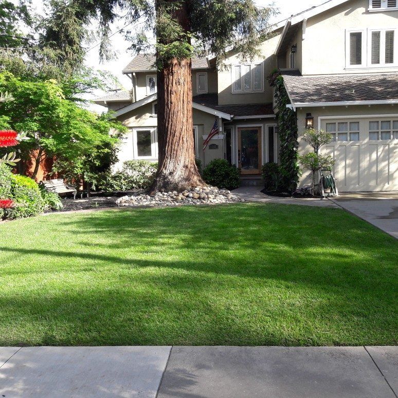 A house with a large tree in front of it