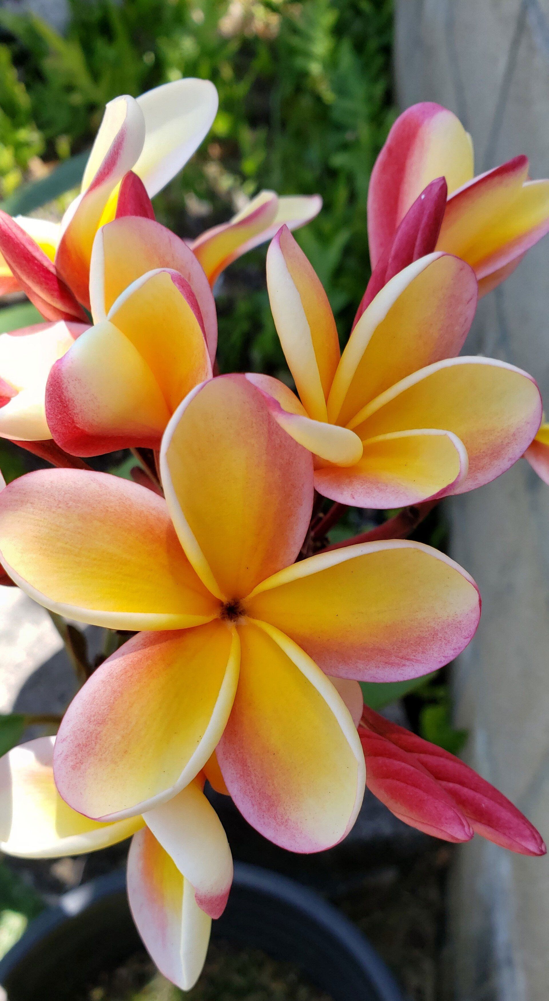 Plumeria — Honolulu, HI — Insurance Options Hawaii